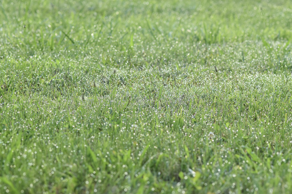 Grass with dew drops on the top tips. 