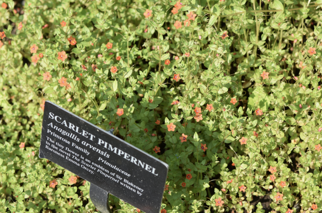 A close up of scarlet pimpernel, the flower.