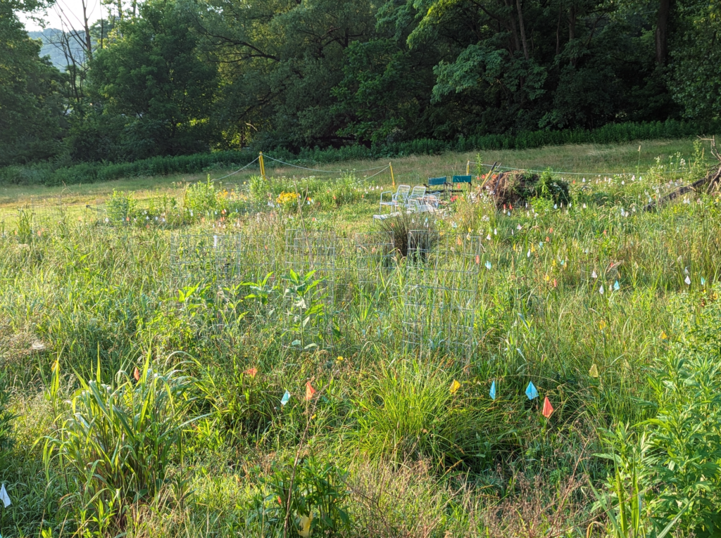 The Marshy Garden. A field with native plants, and several chairs. 
